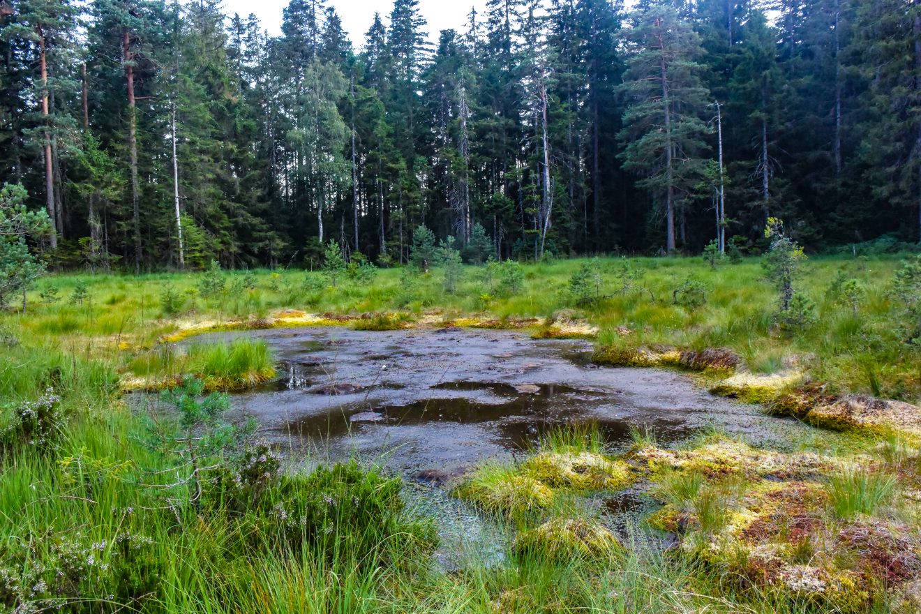 Karseen im Naturpark Schwarzwald Mitte/Nord