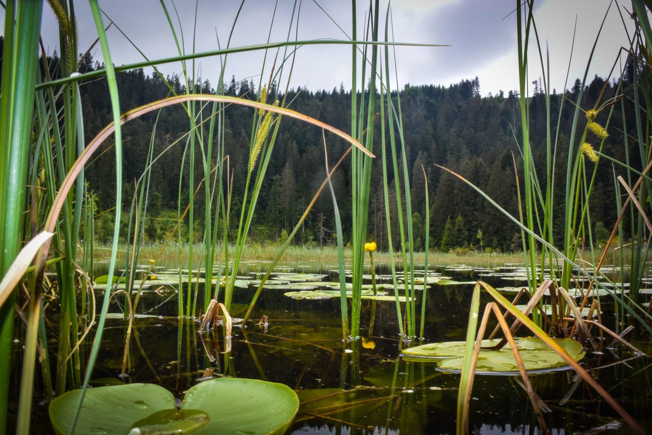 Karseen im Naturpark Schwarzwald Mitte/Nord