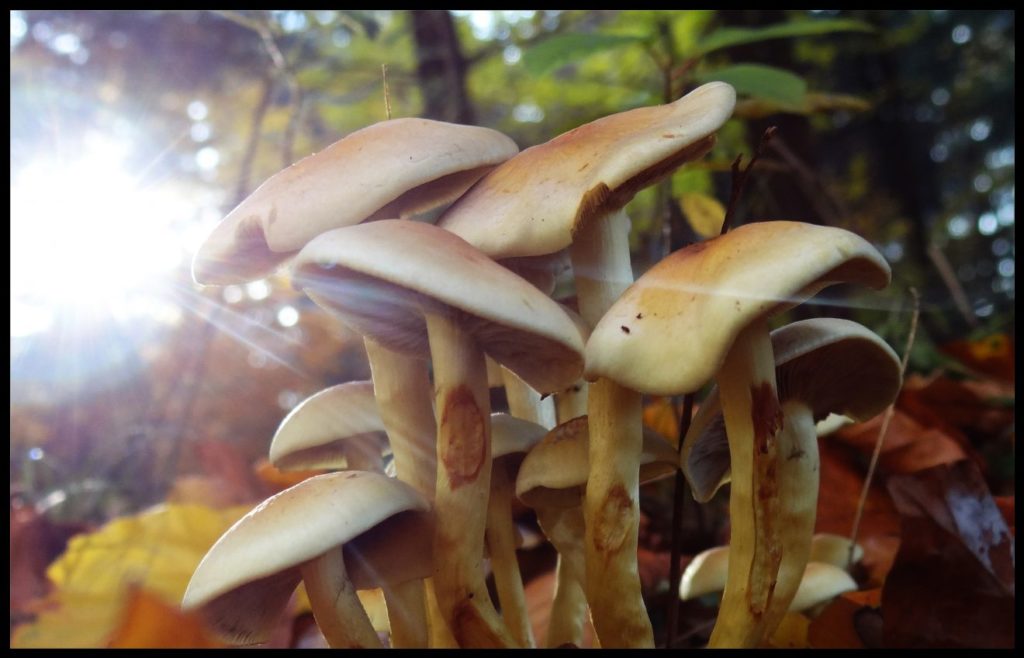Fotowettbewerb 2018 "Schwarzwald unter der Lupe"