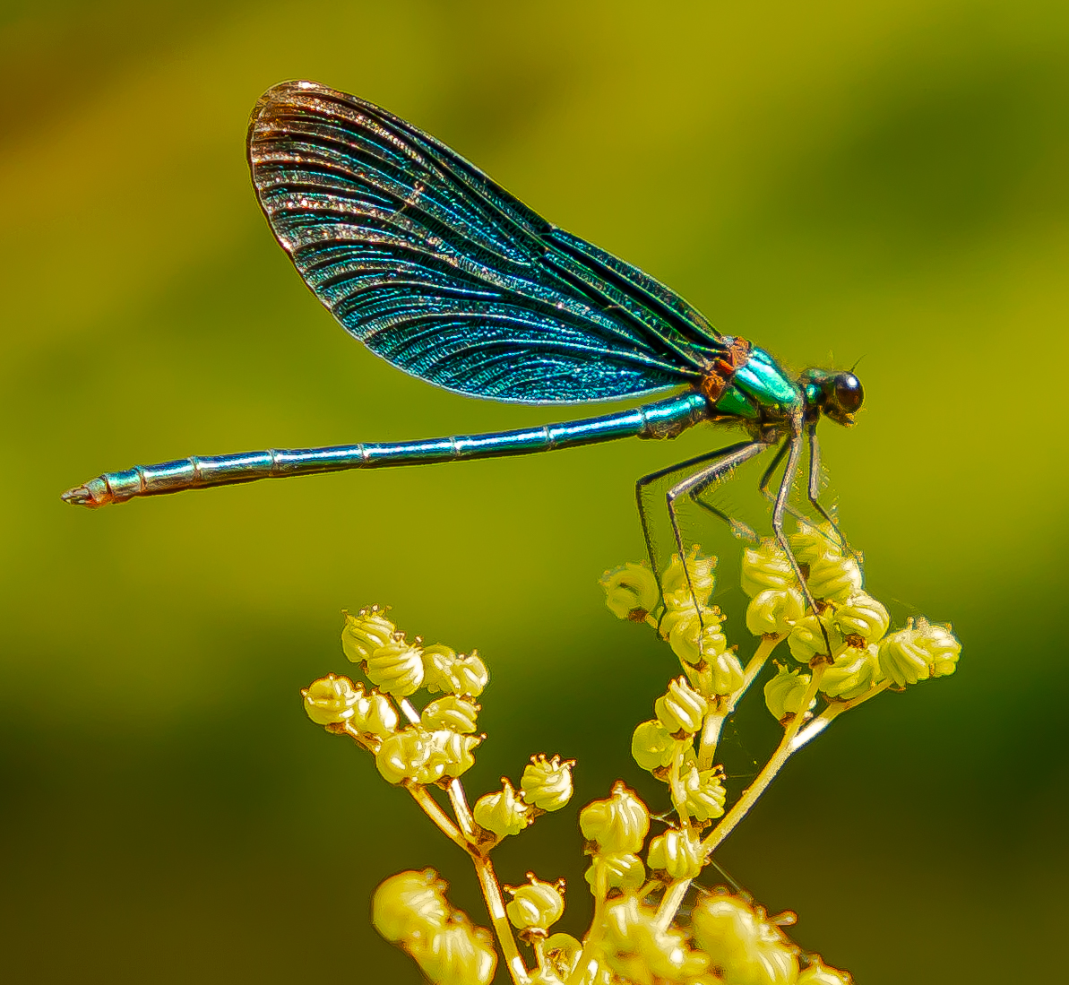 Fotowettbewerb "Schwarzwald unter der Lupe" 2018
