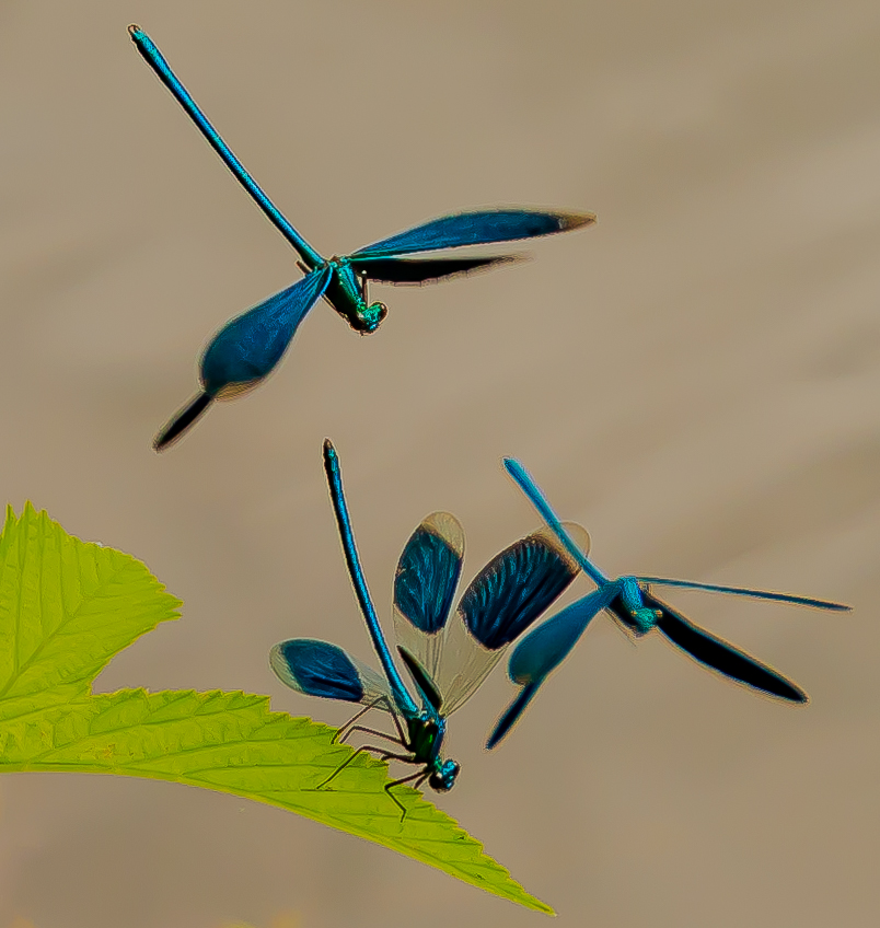Fotowettbewerb "Schwarzwald unter der Lupe" 2018