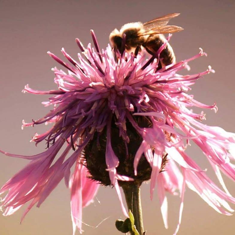 Fotowettbewerb "Schwarzwald unter der Lupe" 2018