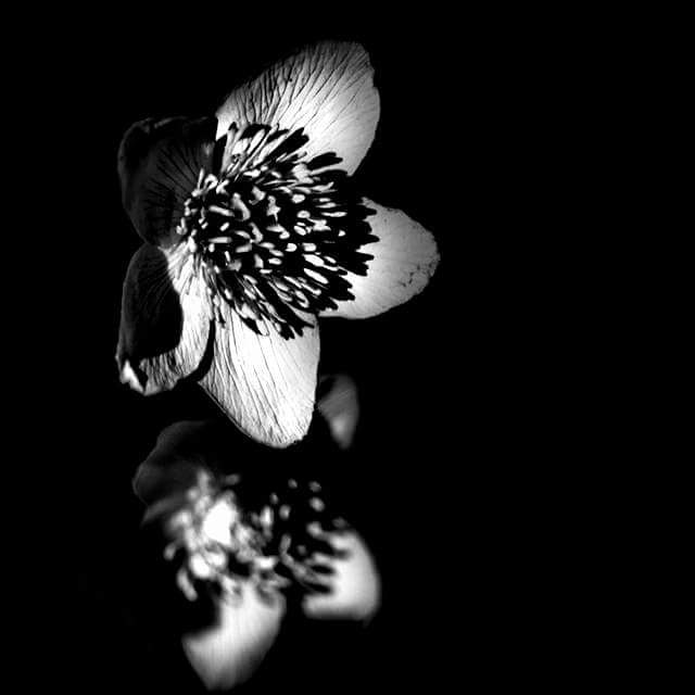 Fotowettbewerb "Schwarzwald unter der Lupe" 2018