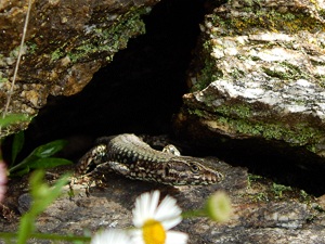 Fotowettbewerb "Schwarzwald unter der Lupe" 2018