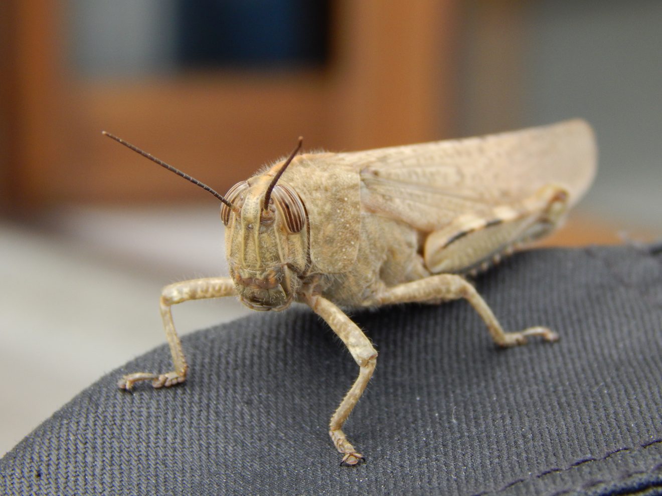 Fotowettbewerb "Schwarzwald unter der Lupe" 2018