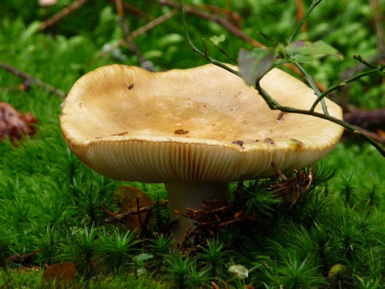 Fotowettbewerb "Schwarzwald unter der Lupe" 2018