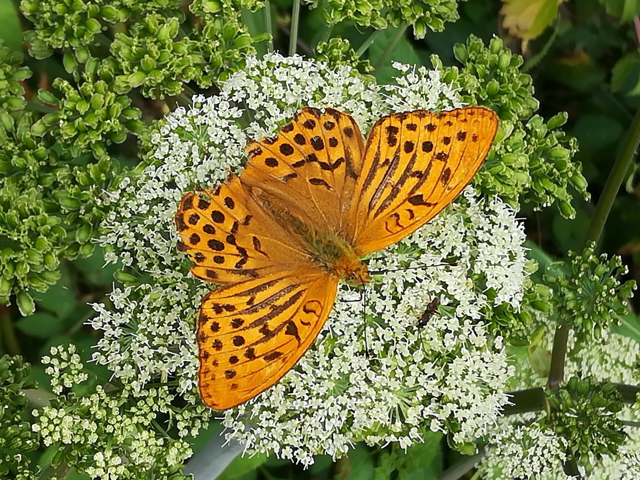 Fotowettbewerb "Schwarzwald unter der Lupe" 2018