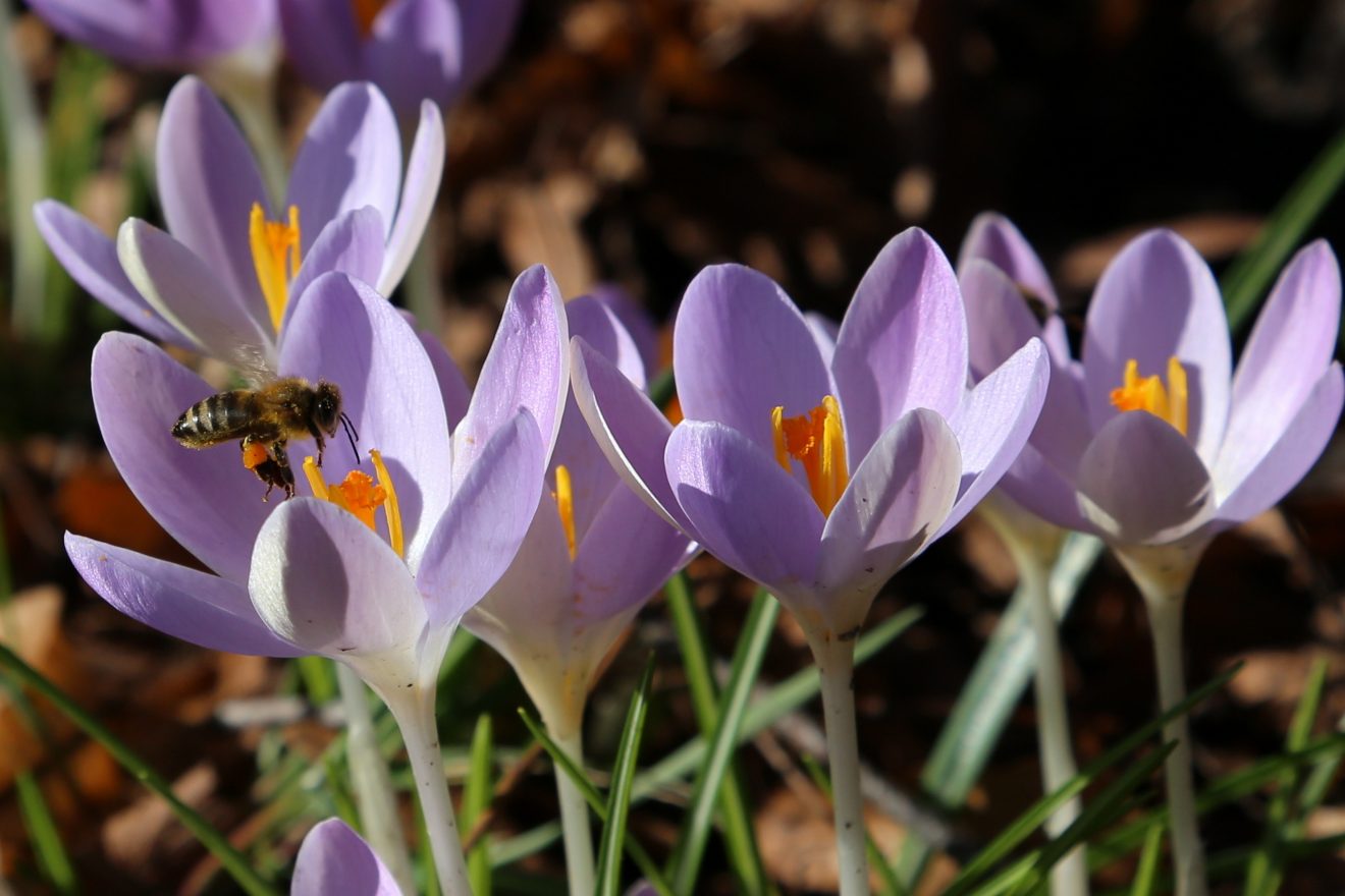 Fotowettbewerb "Schwarzwald unter der Lupe" 2018