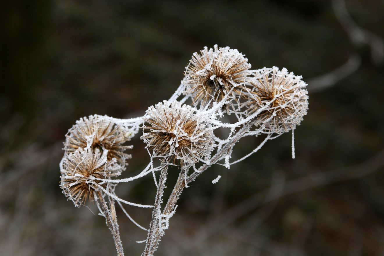 Fotowettbewerb "Schwarzwald unter der Lupe" 2018