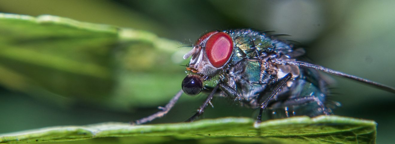 Fotowettbewerb "Schwarzwald unter der Lupe" 2018