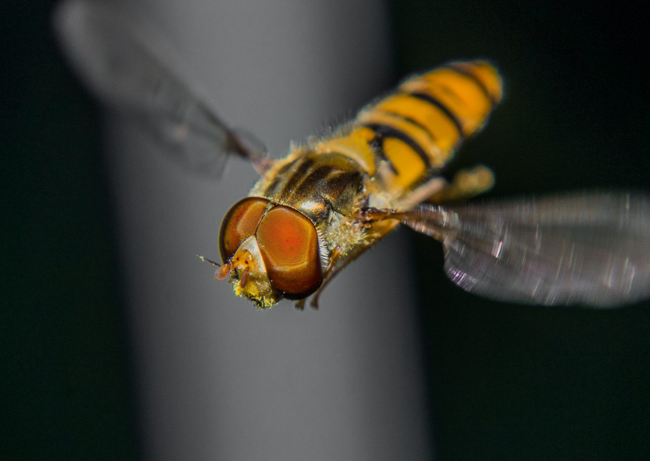 Fotowettbewerb "Schwarzwald unter der Lupe" 2018