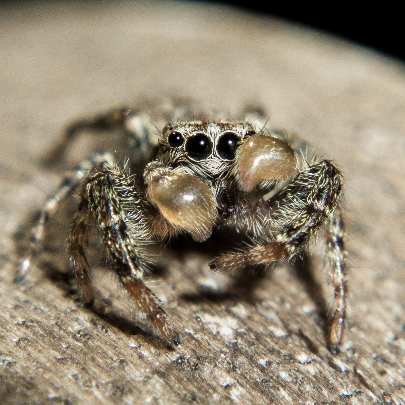 Fotowettbewerb "Schwarzwald unter der Lupe" 2018