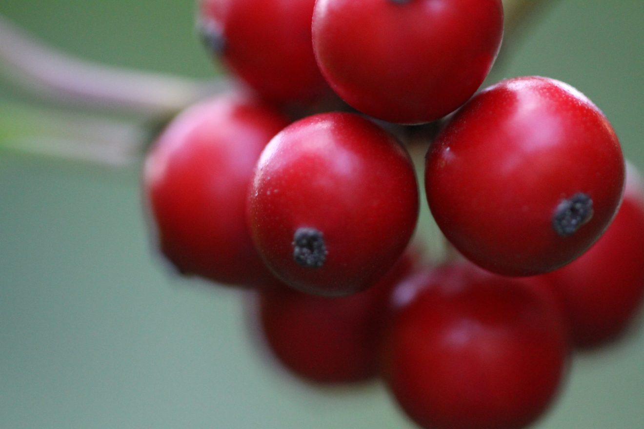 Fotowettbewerb "Schwarzwald unter der Lupe" 2018
