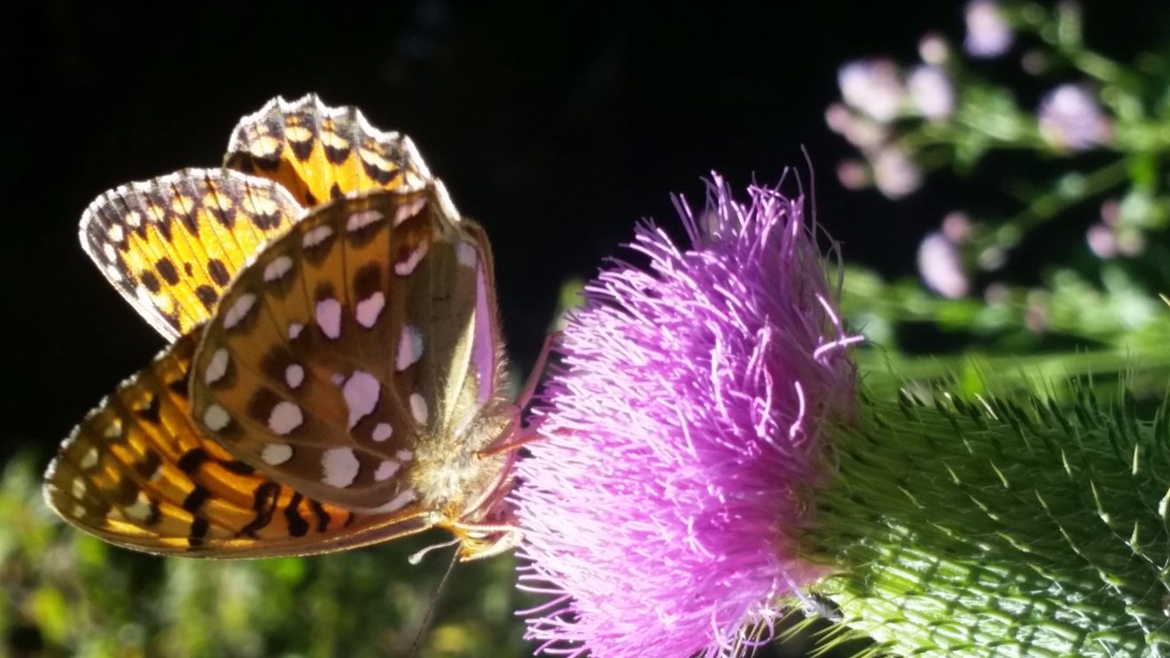 Fotowettbewerb "Schwarzwald unter der Lupe" 2018
