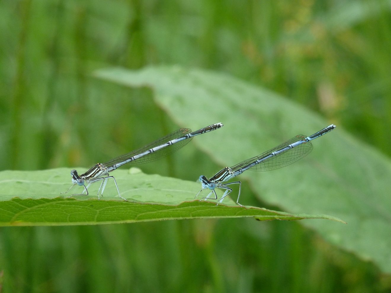 Fotowettbewerb "Schwarzwald unter der Lupe" 2018