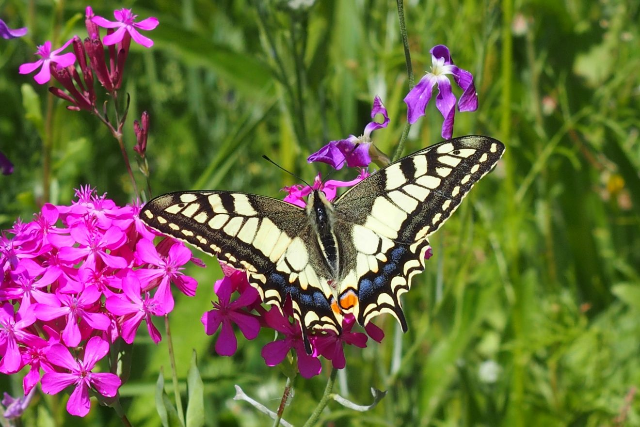 Fotowettbewerb "Schwarzwald unter der Lupe" 2018