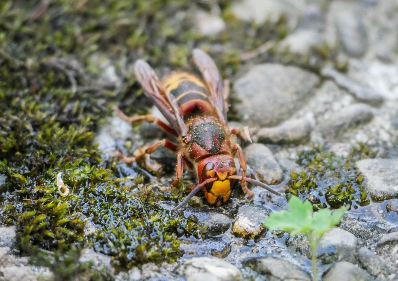 Fotowettbewerb "Schwarzwald unter der Lupe" 2018