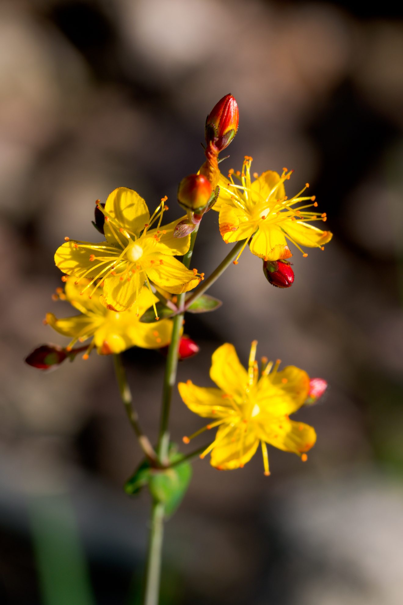 Fotowettbewerb "Schwarzwald unter der Lupe" 2018