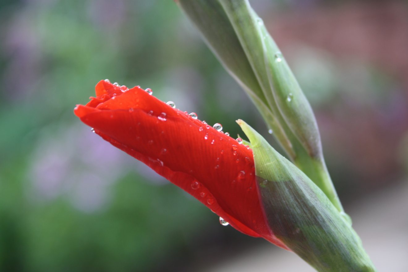 Fotowettbewerb "Schwarzwald unter der Lupe" 2018