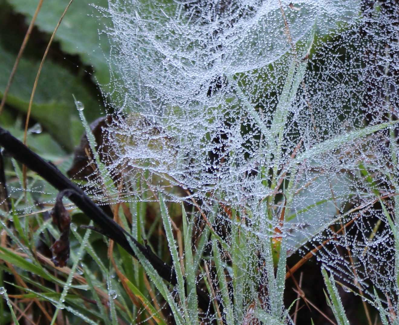 Fotowettbewerb "Schwarzwald unter der Lupe" 2018