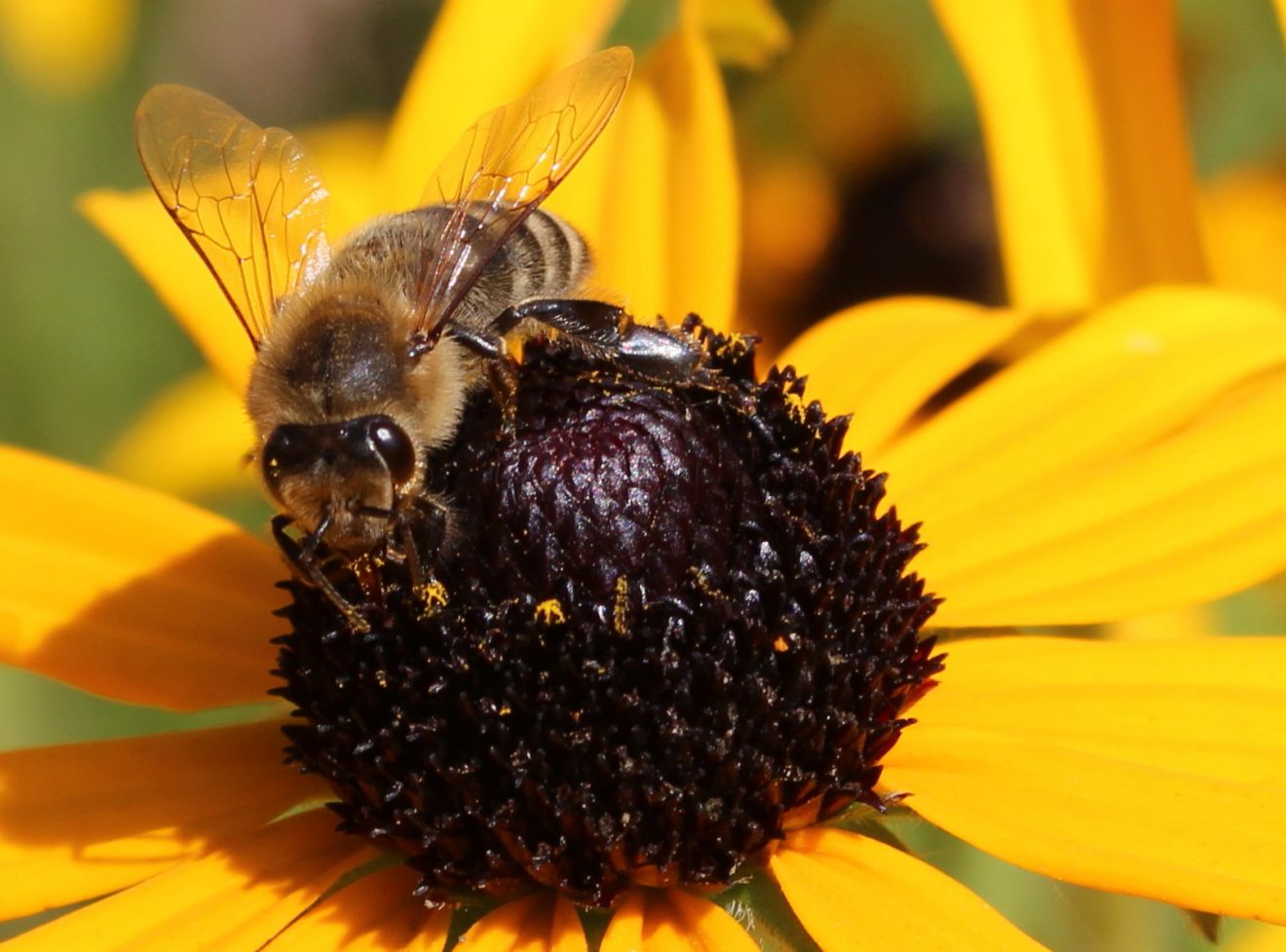 Fotowettbewerb "Schwarzwald unter der Lupe" 2018