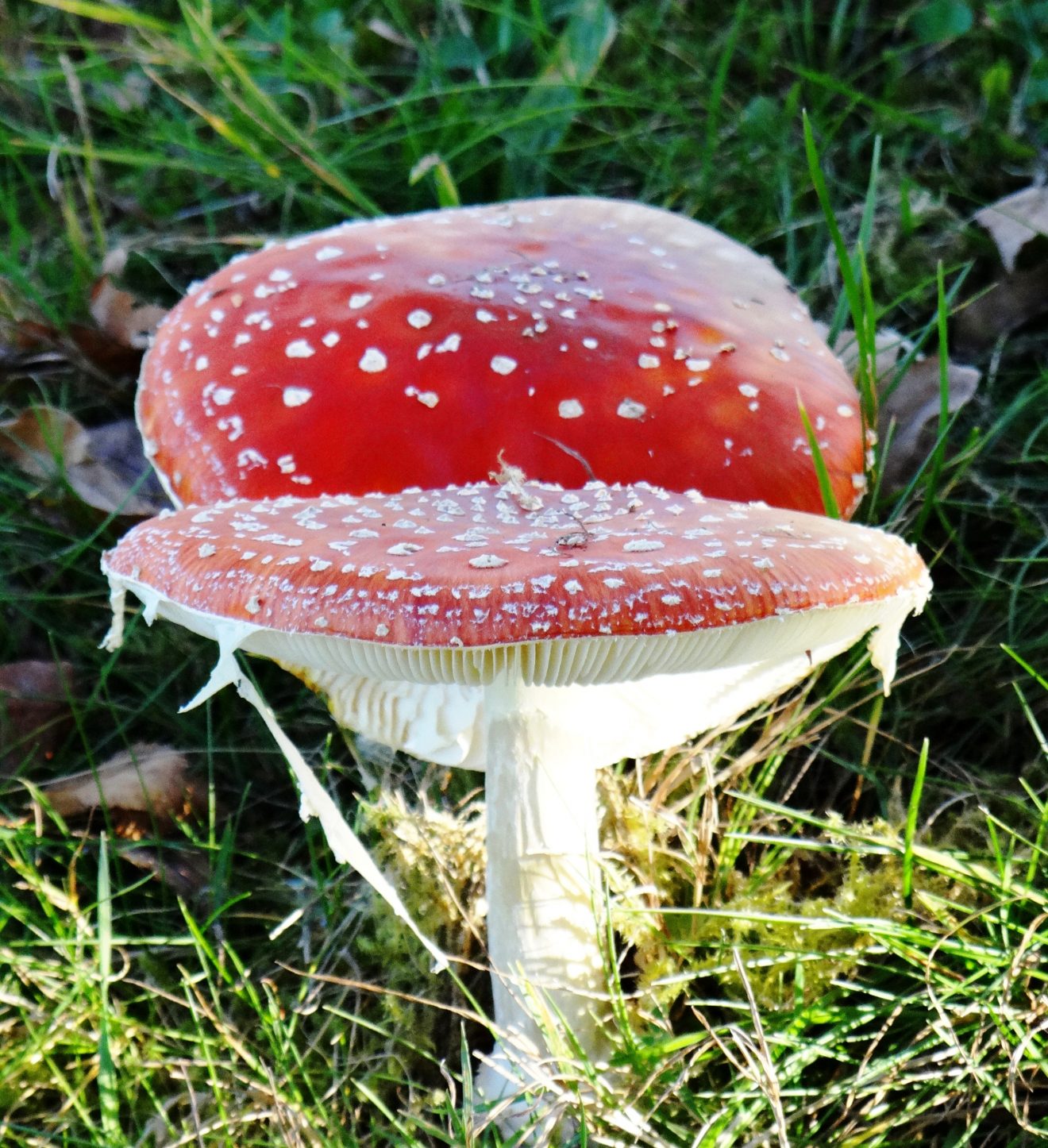 Fotowettbewerb "Schwarzwald unter der Lupe" 2018