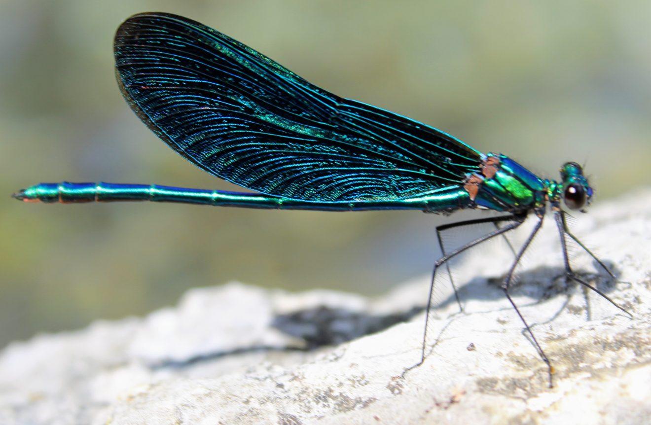 Fotowettbewerb "Schwarzwald unter der Lupe" 2018
