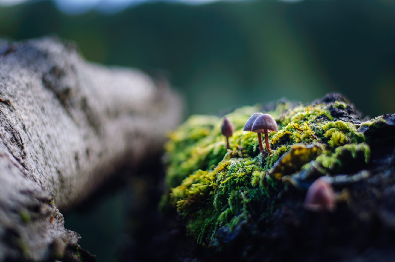 Fotowettbewerb "Schwarzwald unter der Lupe" 2018