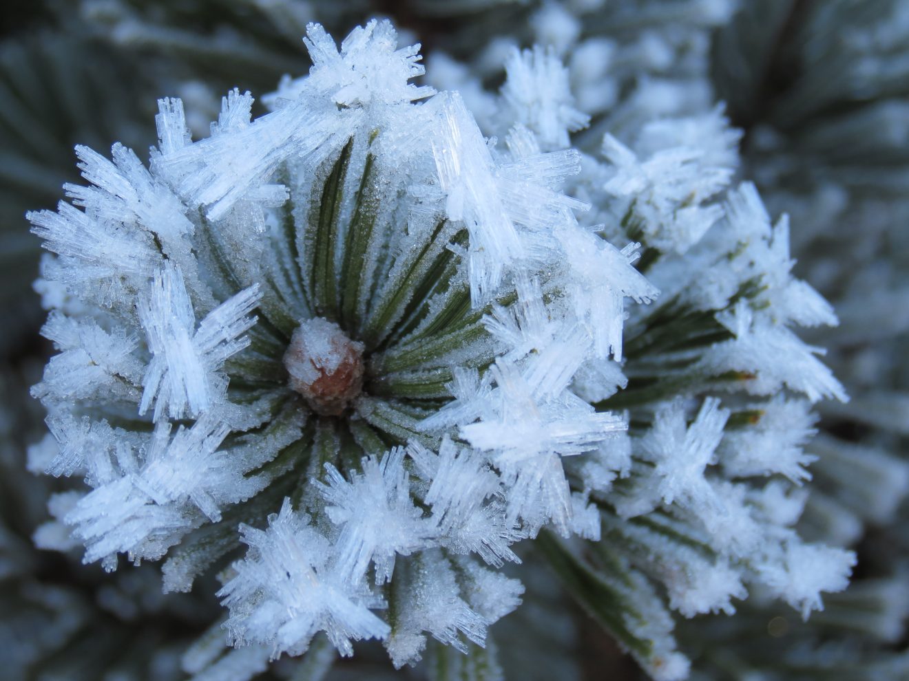 Fotowettbewerb "Schwarzwald unter der Lupe" 2018