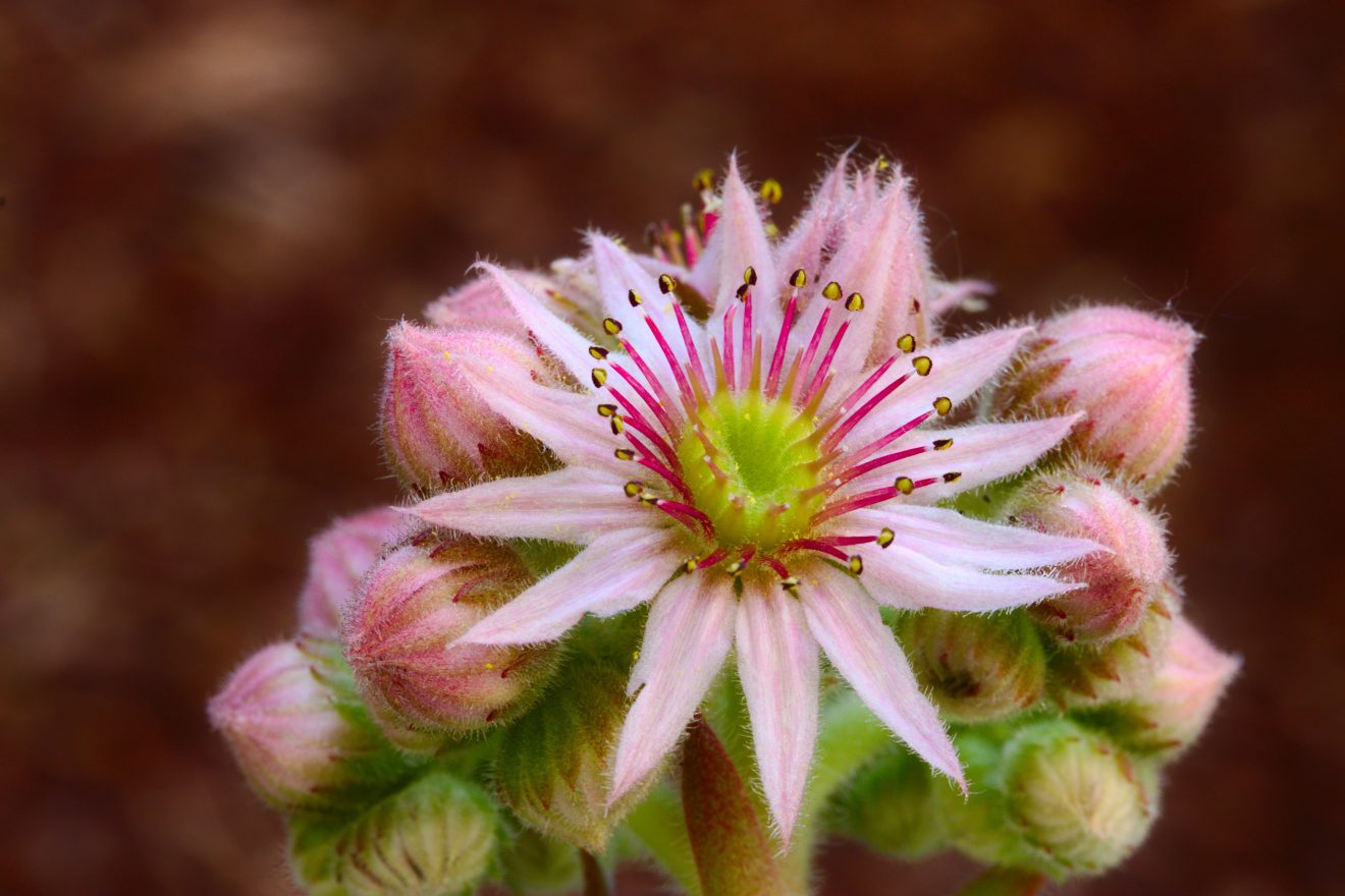 Fotowettbewerb "Schwarzwald unter der Lupe" 2018