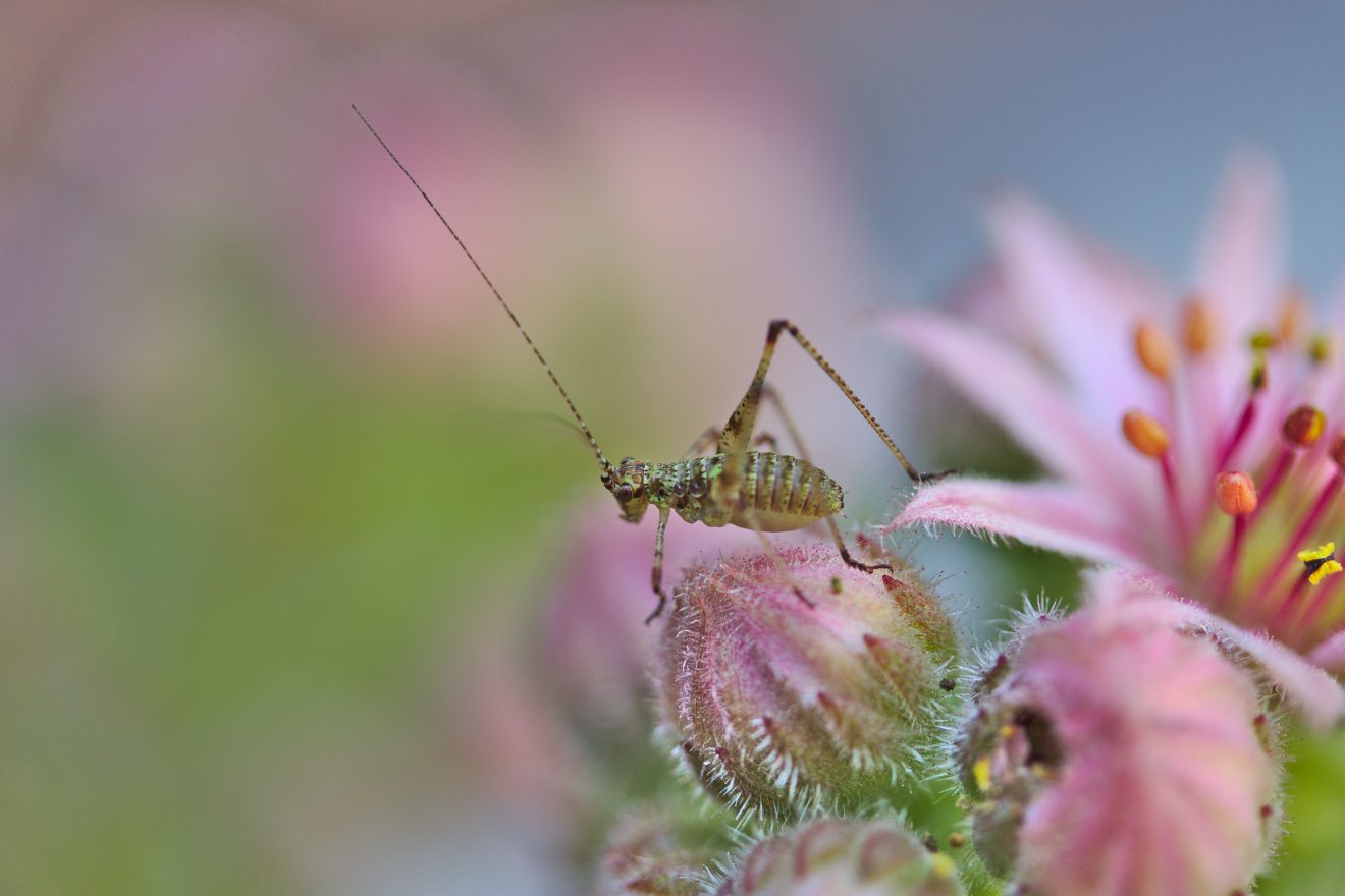 Fotowettbewerb "Schwarzwald unter der Lupe" 2018