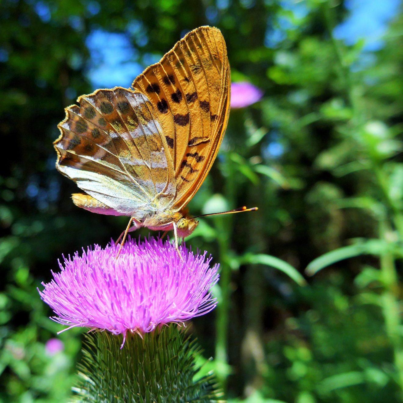 Fotowettbewerb "Schwarzwald unter der Lupe" 2018