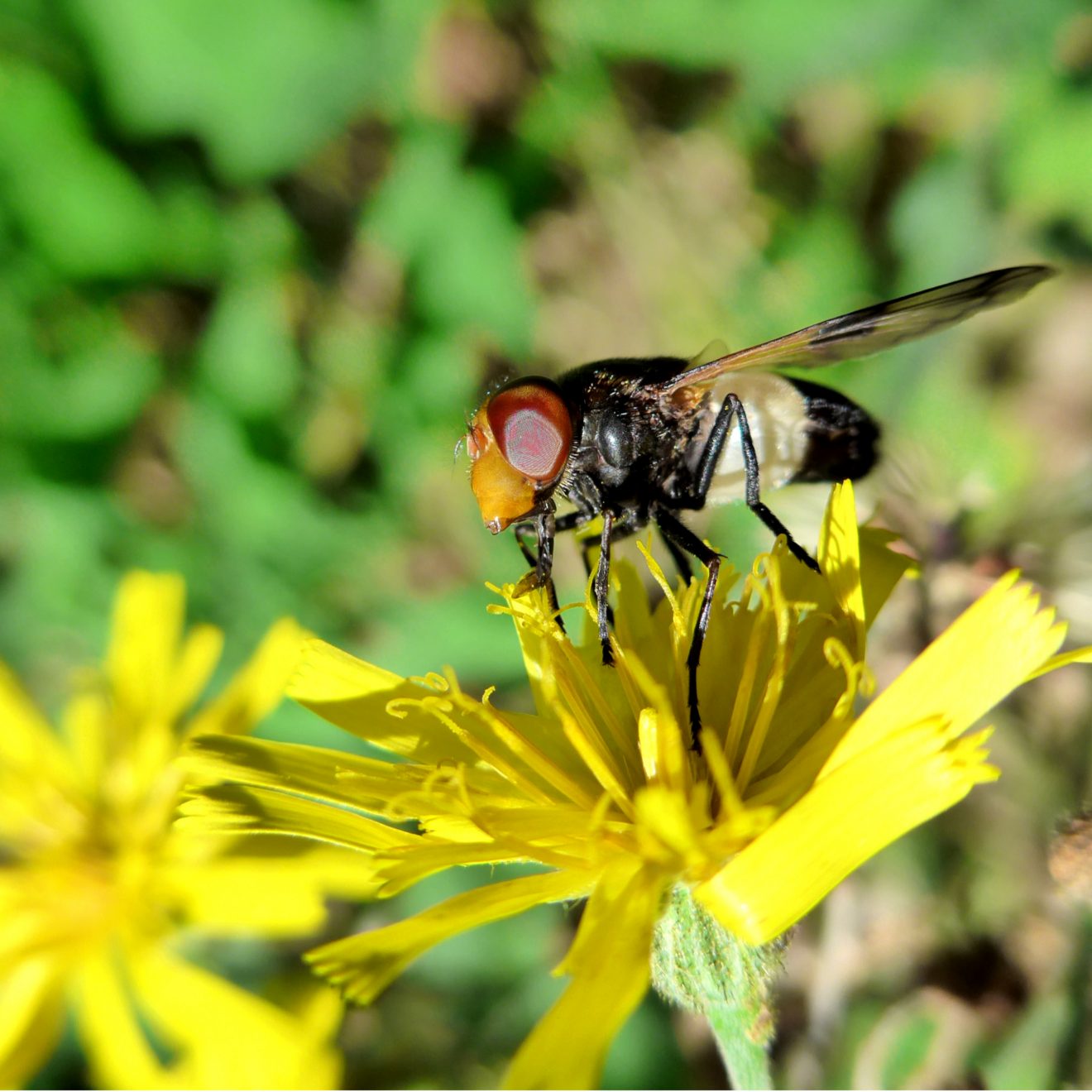 Fotowettbewerb "Schwarzwald unter der Lupe" 2018