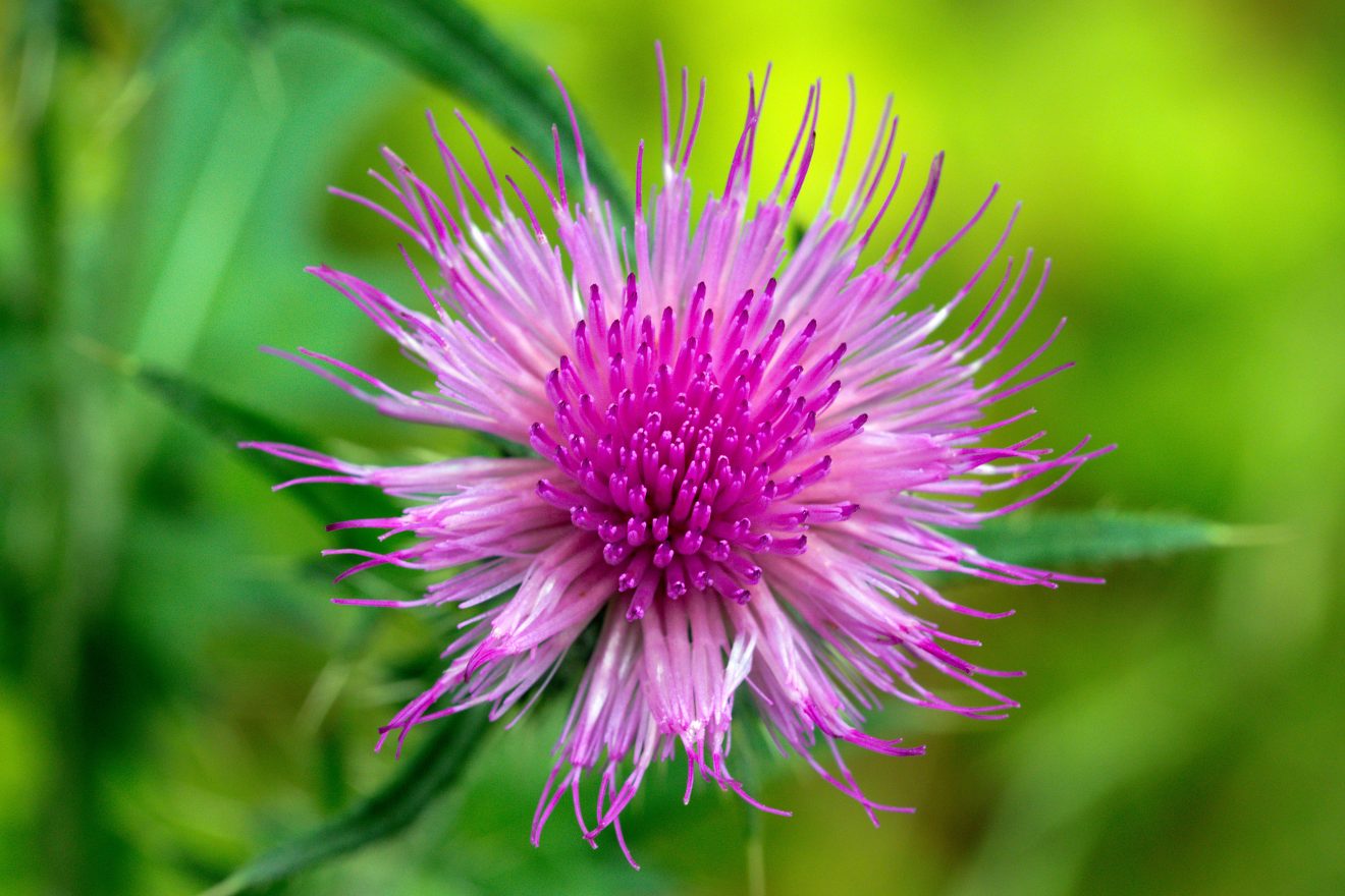 Fotowettbewerb "Schwarzwald unter der Lupe" 2018