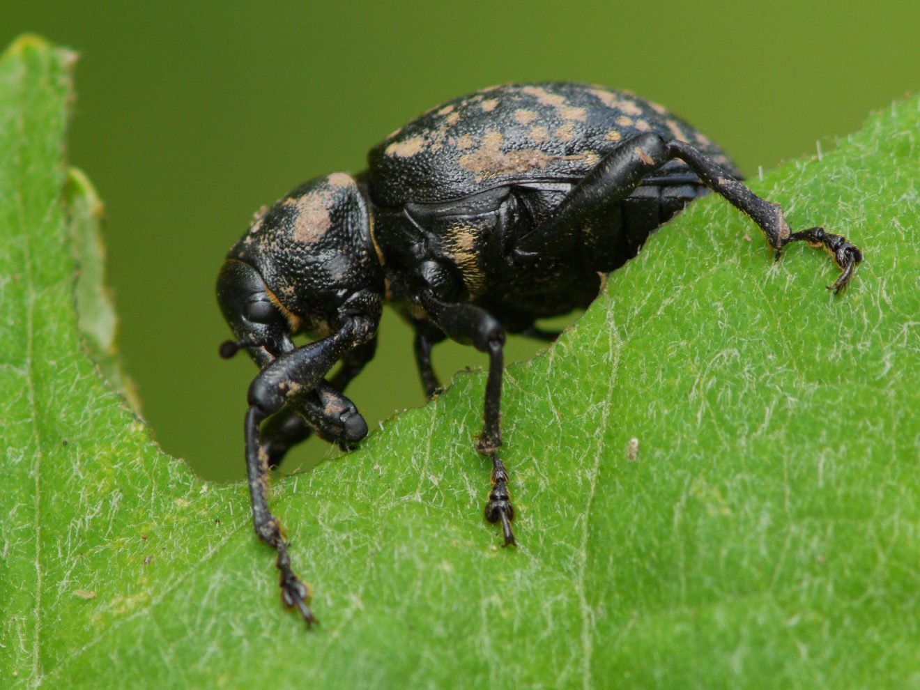 Fotowettbewerb "Schwarzwald unter der Lupe" 2018