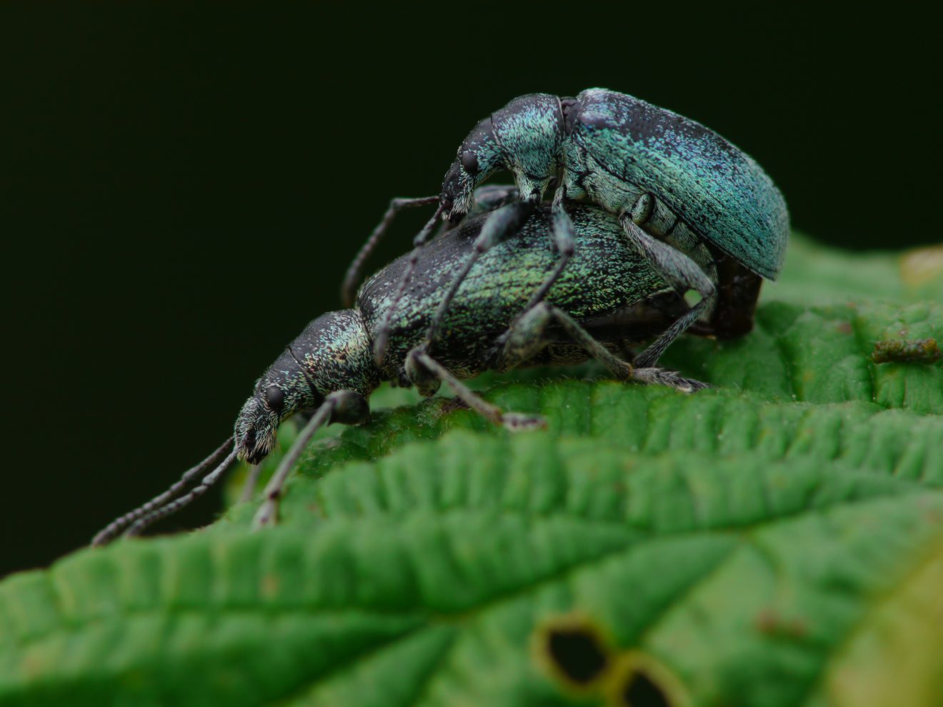 Fotowettbewerb "Schwarzwald unter der Lupe" 2018