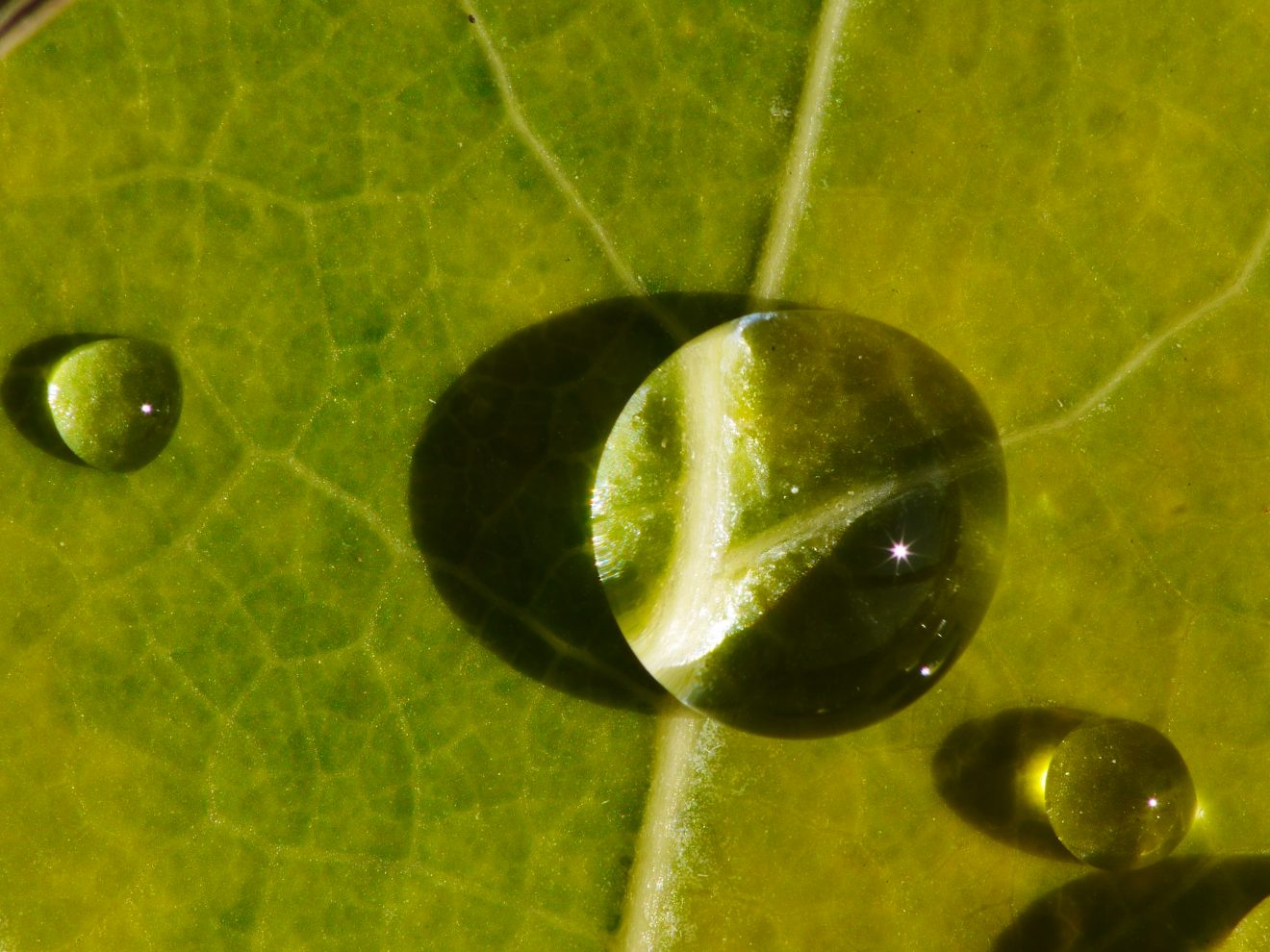 Fotowettbewerb "Schwarzwald unter der Lupe" 2018