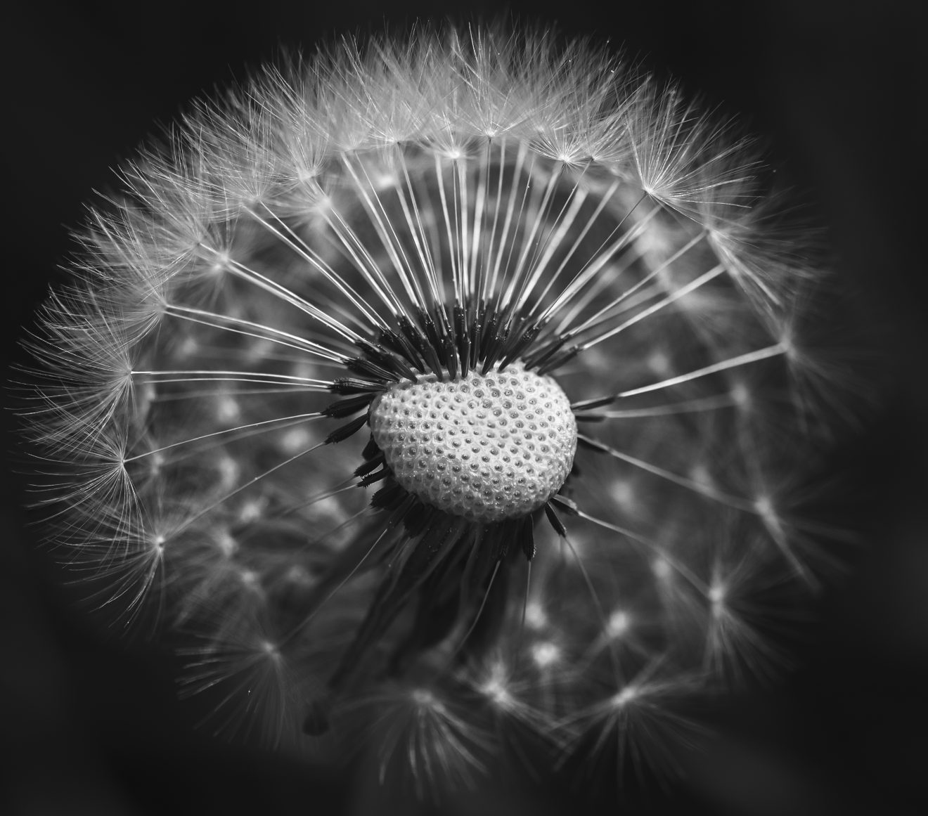 Fotowettbewerb "Schwarzwald unter der Lupe" 2018