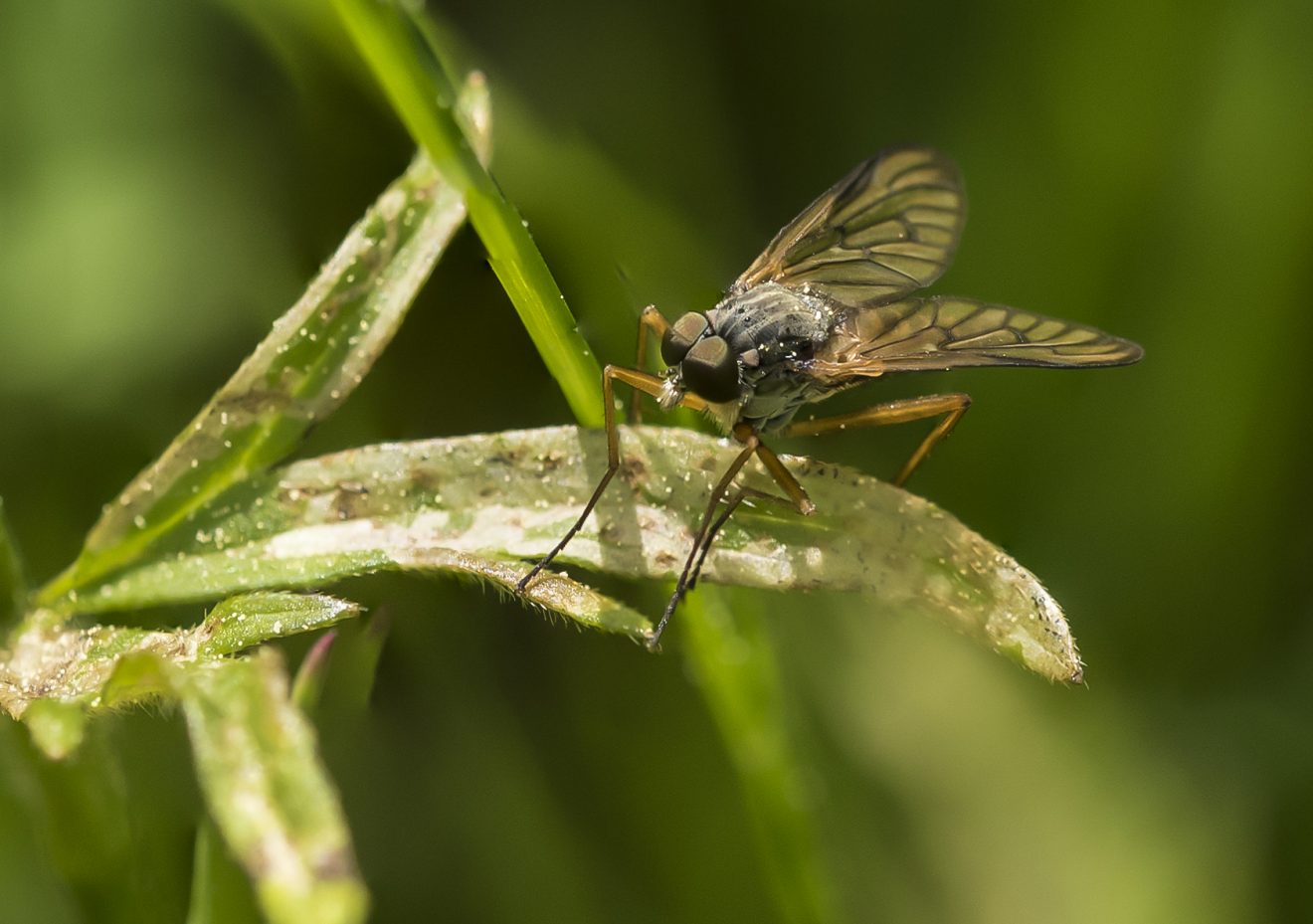Fotowettbewerb "Schwarzwald unter der Lupe" 2018