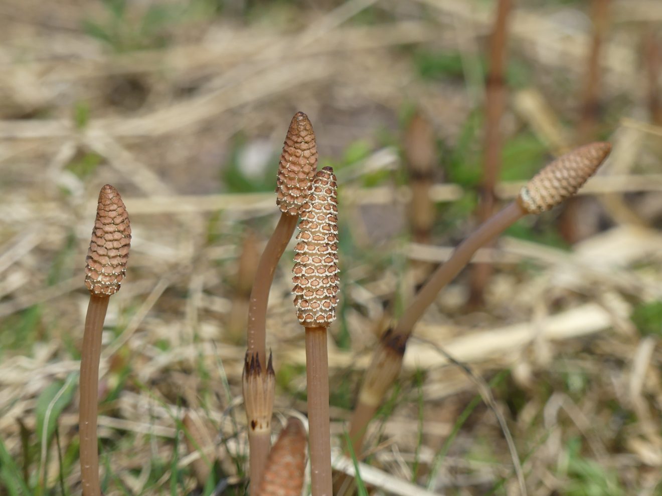 Fotowettbewerb "Schwarzwald unter der Lupe" 2018