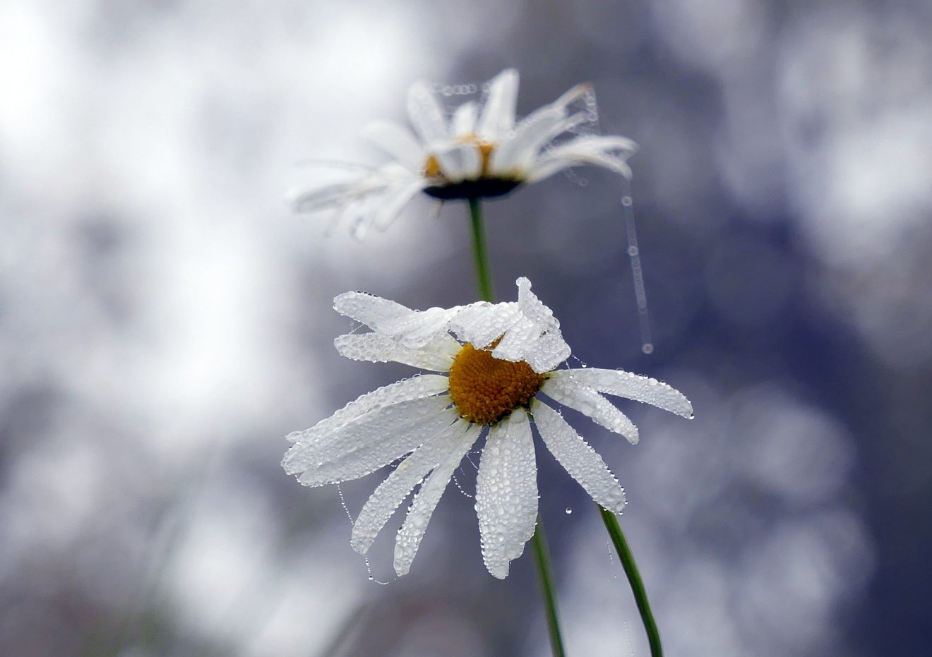 Fotowettbewerb "Schwarzwald unter der Lupe" 2018