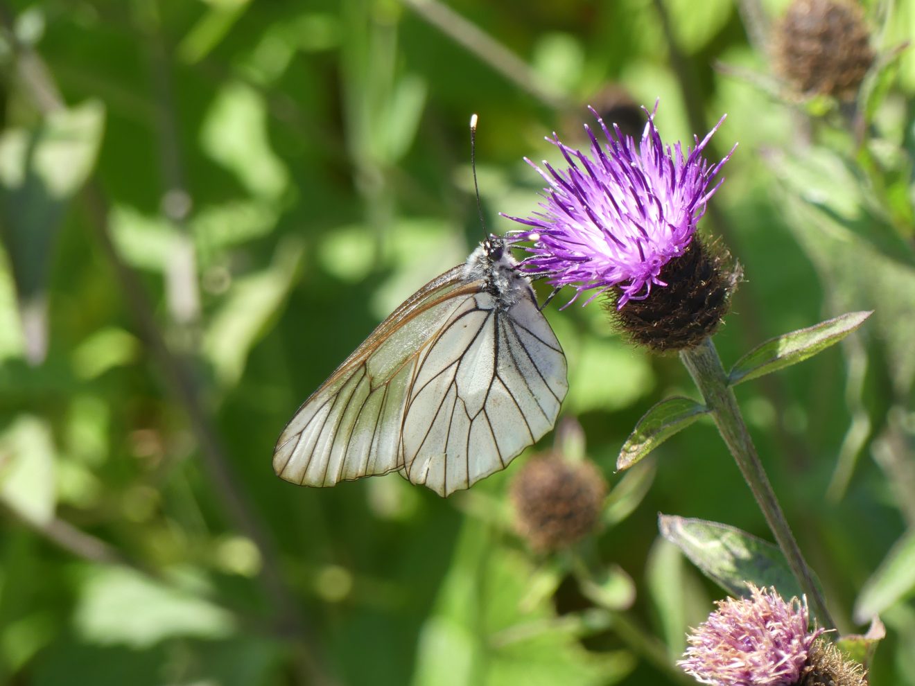 Fotowettbewerb "Schwarzwald unter der Lupe" 2018