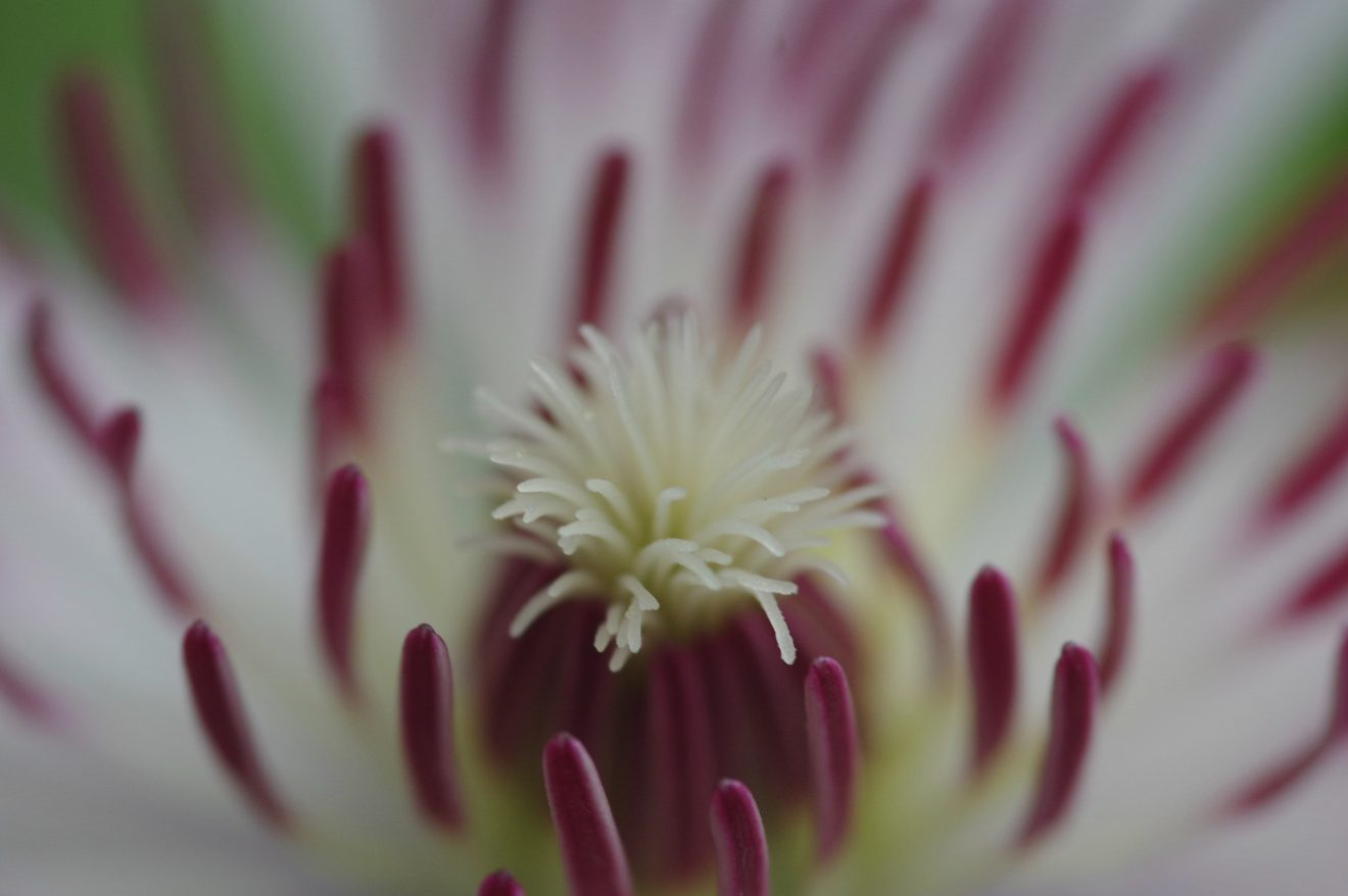 Fotowettbewerb "Schwarzwald unter der Lupe" 2018