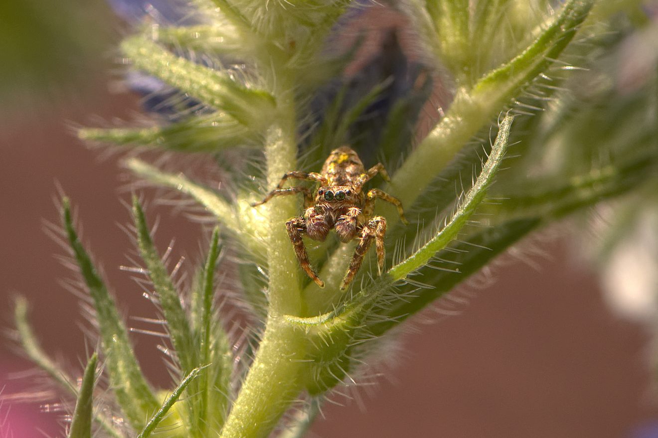 Fotowettbewerb "Schwarzwald unter der Lupe" 2018