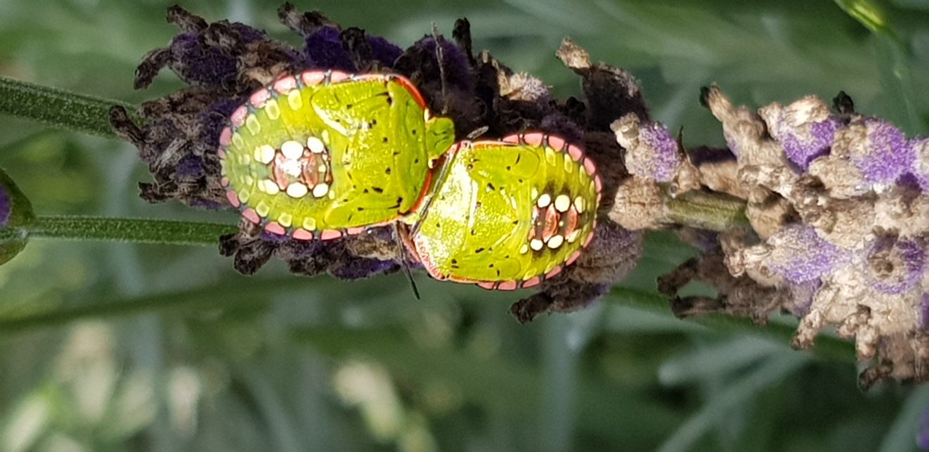 Fotowettbewerb "Schwarzwald unter der Lupe" 2018