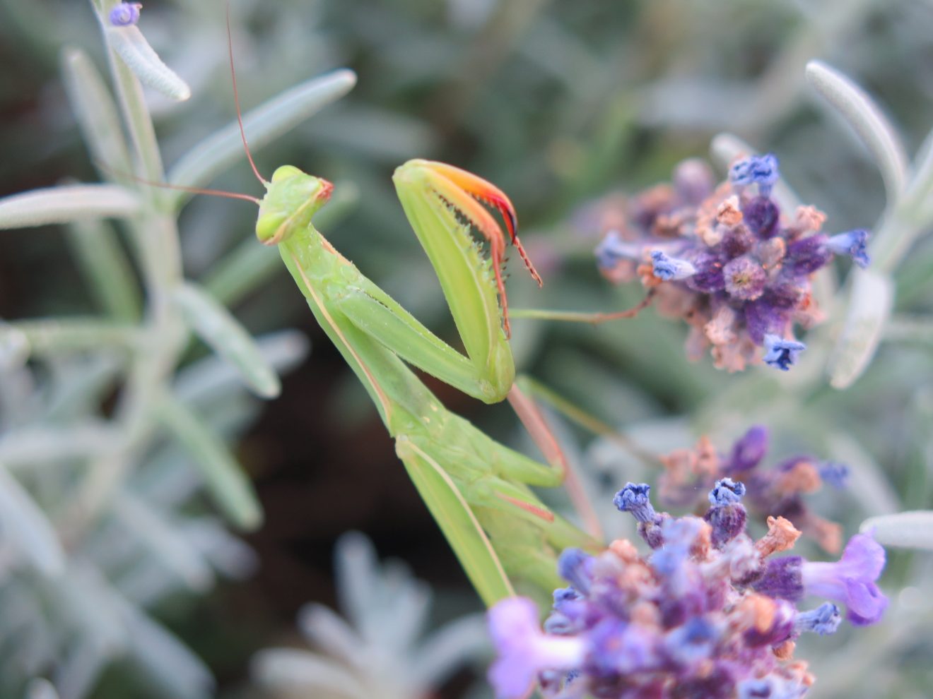 Fotowettbewerb "Schwarzwald unter der Lupe" 2018