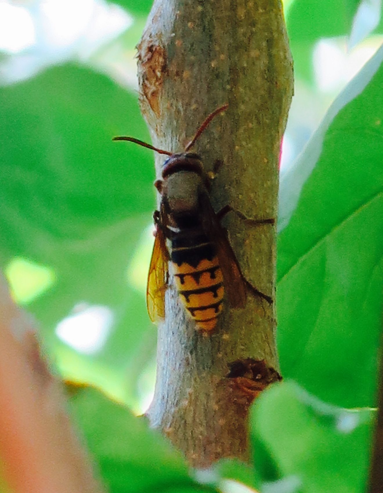 Fotowettbewerb "Schwarzwald unter der Lupe" 2018