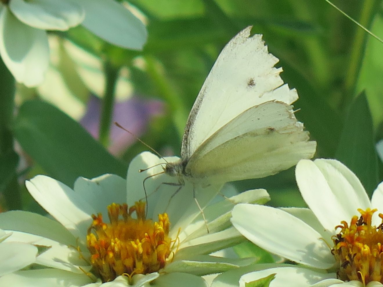 Fotowettbewerb "Schwarzwald unter der Lupe" 2018