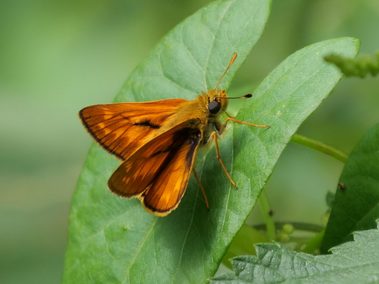 Fotowettbewerb "Schwarzwald unter der Lupe" 2018
