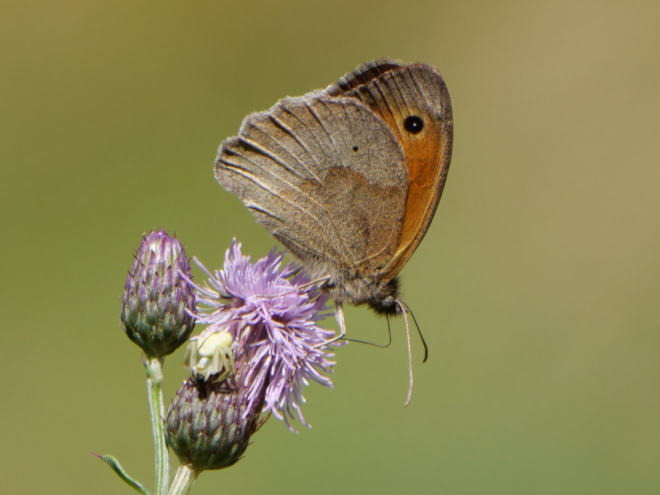 Fotowettbewerb "Schwarzwald unter der Lupe" 2018